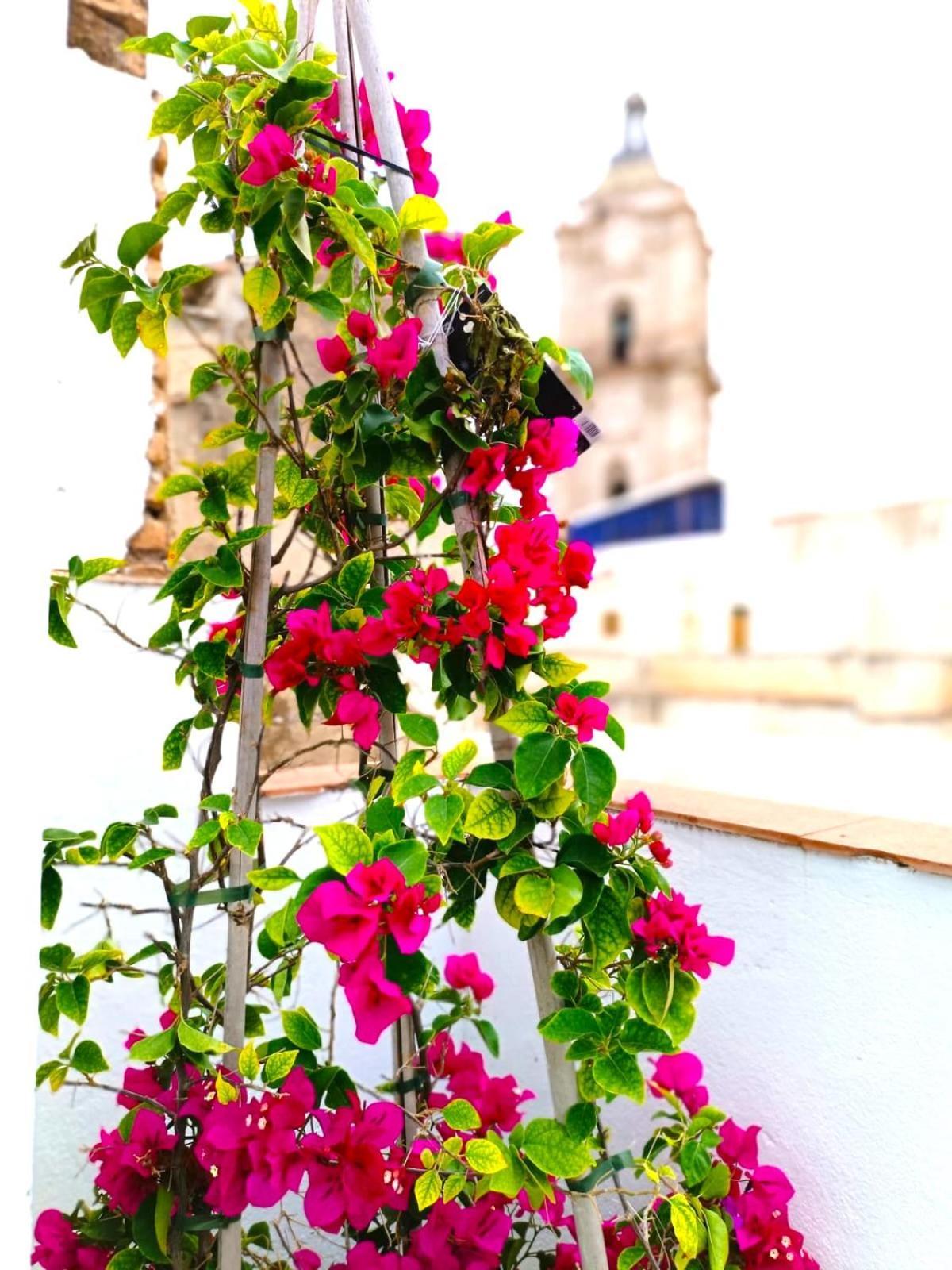 Apartamentos Terrazas De San Juan Málaga Dış mekan fotoğraf